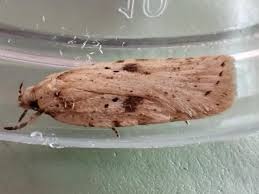 Attēlu rezultāti vaicājumam “Agonopterix aranella”