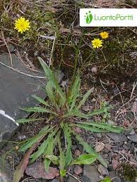 Attēlu rezultāti vaicājumam “Leontodon autumnalis  leaf”