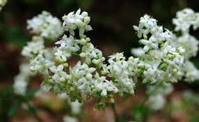Attēlu rezultāti vaicājumam “Galium schultesii”