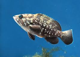 Image result for Epinephelus marginatus