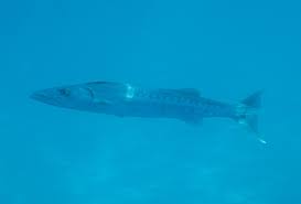 Image result for Sphyraena barracuda