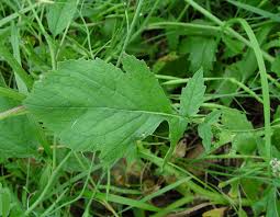 Attēlu rezultāti vaicājumam “Raphanus raphanistrum fruit”