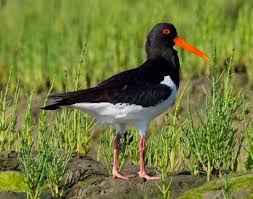 Attēlu rezultāti vaicājumam “Haematopus ostralegus adult”