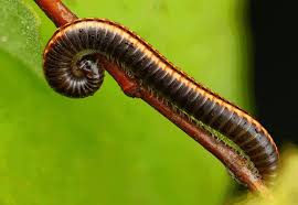 Attēlu rezultāti vaicājumam “Ommatoiulus vilnensis”