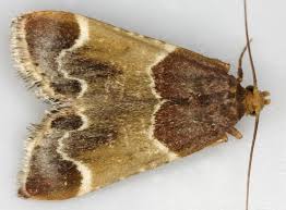 Attēlu rezultāti vaicājumam “Pyralis farinalis”