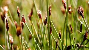 Attēlu rezultāti vaicājumam “Eleocharis quinqueflora”