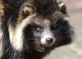 Attēlu rezultāti vaicājumam “Nyctereutes procyonoides”