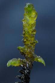 Attēlu rezultāti vaicājumam “Hamatocaulis lapponicus”