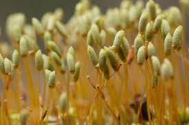 Attēlu rezultāti vaicājumam “Plagiomnium undulatum sporophyte”