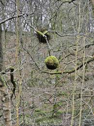 Attēlu rezultāti vaicājumam “Taphrina betulina”
