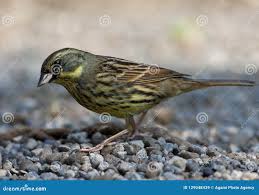 Image result for Emberiza spodocephala