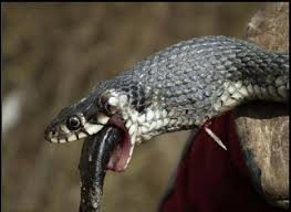 Attēlu rezultāti vaicājumam “Natrix natrix”