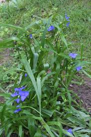 Attēlu rezultāti vaicājumam “Tradescantia virginiana”