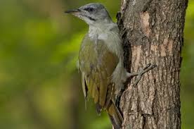 Attēlu rezultāti vaicājumam “Picus canus female”