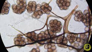 Attēlu rezultāti vaicājumam “Lamproderma columbinum”