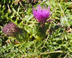 Attēlu rezultāti vaicājumam “Cirsium acaule fruit”