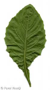 Attēlu rezultāti vaicājumam “Lapsana communis leaf”