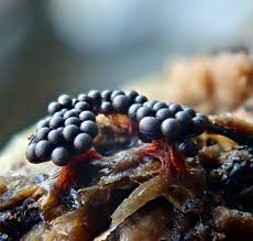 Attēlu rezultāti vaicājumam “Craterium leucocephalum spores”