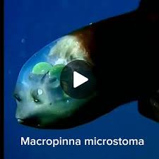 Attēlu rezultāti vaicājumam “Microstoma protracta”