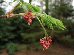 Attēlu rezultāti vaicājumam “Acer pseudosieboldianum”