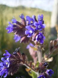 Attēlu rezultāti vaicājumam “Anchusa arvensis flower”