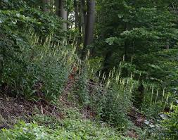 Image result for Digitalis lutea