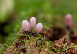 Attēlu rezultāti vaicājumam “Comatricha meandrispora stalked”