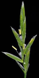 Attēlu rezultāti vaicājumam “Glyceria striata leaf”