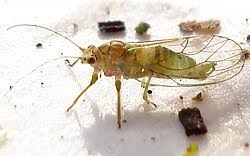 Attēlu rezultāti vaicājumam “Psylla alni nymph”