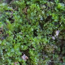 Attēlu rezultāti vaicājumam “Leiocolea collaris”