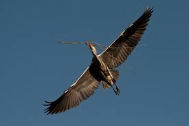 Attēlu rezultāti vaicājumam “Ardea cinerea adult”