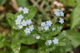 Attēlu rezultāti vaicājumam “Myosotis stricta flower”