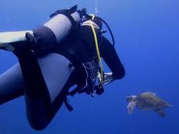 Image result for Deep Blue Diving