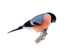 Attēlu rezultāti vaicājumam “Pyrrhula pyrrhula”