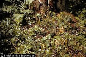 Attēlu rezultāti vaicājumam “Diphasium complanatum”