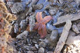 Image result for Asterias rubens