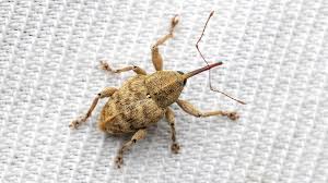 Attēlu rezultāti vaicājumam “Curculio venosus”