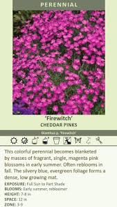 Image result for Dianthus gratianopolitanus