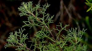 Attēlu rezultāti vaicājumam “Artemisia campestris”
