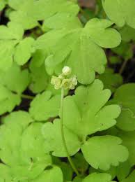 Attēlu rezultāti vaicājumam “Adoxa moschatellina”