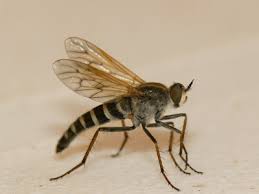 Attēlu rezultāti vaicājumam “Therevidae”