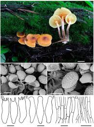 Attēlu rezultāti vaicājumam “Gymnopilus picreus”