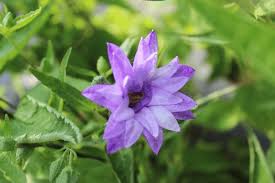 Attēlu rezultāti vaicājumam “Campanula trachelium flower”