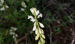 Attēlu rezultāti vaicājumam “Polygala vulgaris leaf”