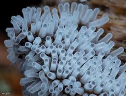 Attēlu rezultāti vaicājumam “Cribraria tenella spores”