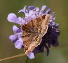 Attēlu rezultāti vaicājumam “Euclidia glyphica”