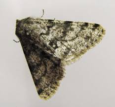 Attēlu rezultāti vaicājumam “Phigalia pilosaria”