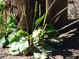Attēlu rezultāti vaicājumam “Plantago major subsp. intermedia leaf”