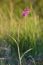 Attēlu rezultāti vaicājumam “Dactylorhiza russowii”