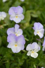 Attēlu rezultāti vaicājumam “Viola x williamsii”